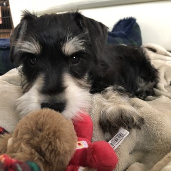 Rose Lane Schnauzers - Pet Adoption Near Me