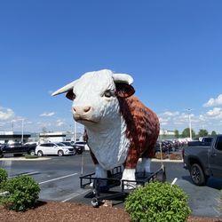 The Leachman Cow