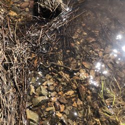 Jackson Meadows Reservoir - Sammy, the water snake!