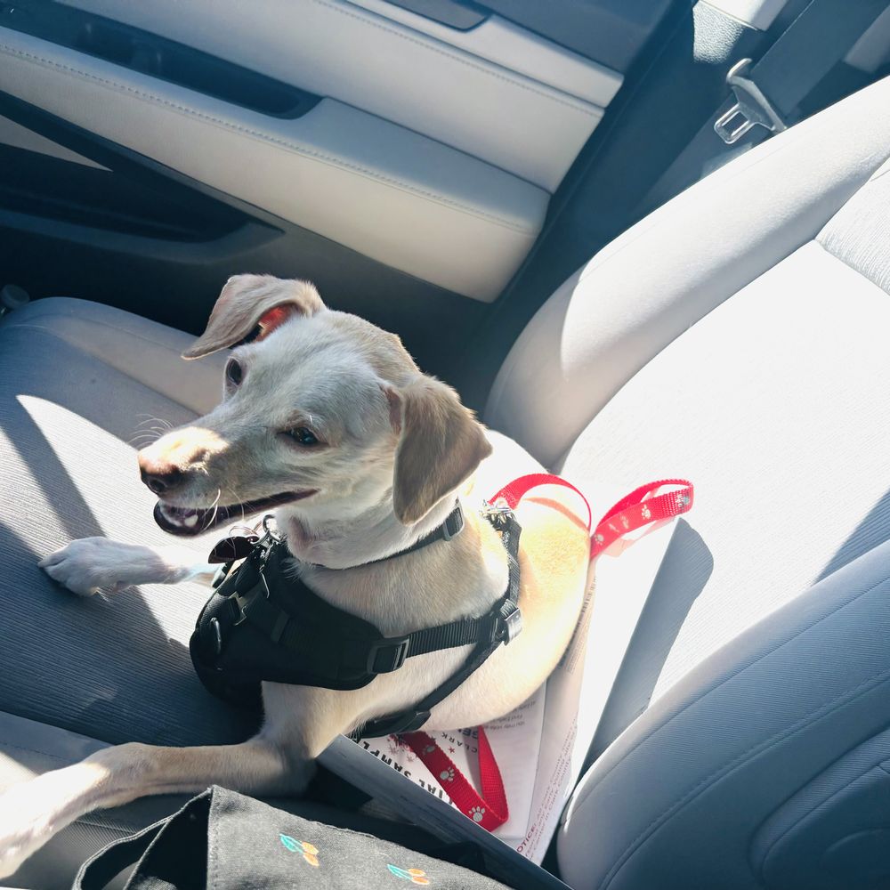 Petco - Pet Stores Near Me - Las Vegas, Nevada