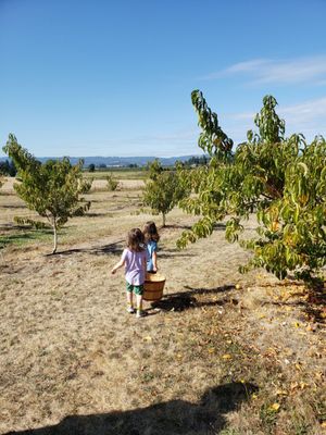 Bells Orchard by null