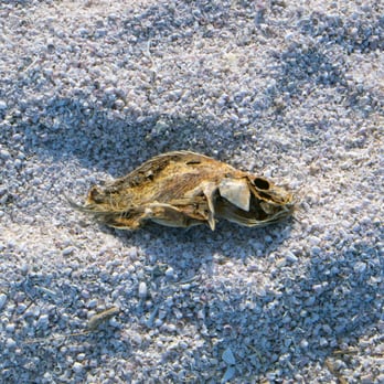 Salton Sea State Recreation Area - dead fish - Landmarks & Historical Buildings Near Me - Mecca, California Salton Sea State Recreation Area - dead fish - Landmarks & Historical Buildings Near Me - Mecca, California