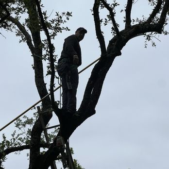 Morales Tree Expert - Tree Services Near Me Morales Tree Expert - Tree Services Near Me