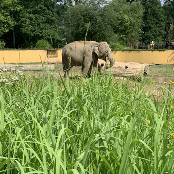 Zoo Ostrava - Elephant taking a stroll - Zoos Near Me - Ostrava, Missouri Zoo Ostrava - Elephant taking a stroll - Zoos Near Me - Ostrava, Missouri