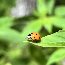 Madison County Nature Trail - Green Mountain