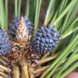 Elevation Arbor - More purple pinecones! Fascinating!