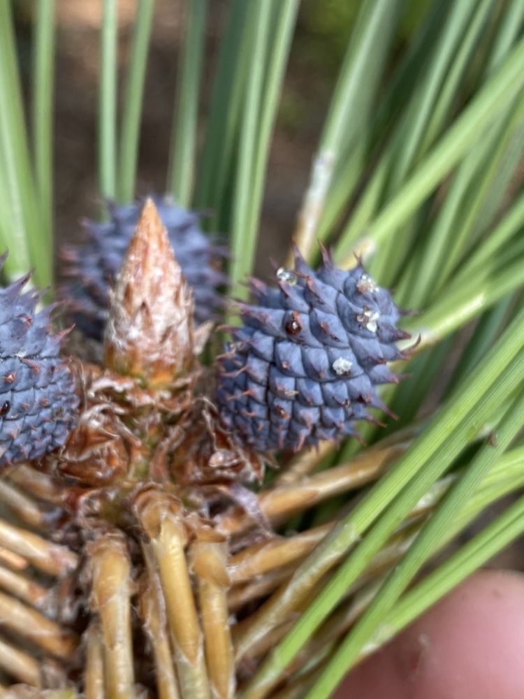 Elevation Arbor - tree service in Denver, CO