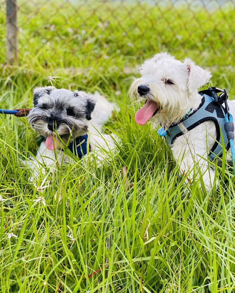 Isla Schnauzers Image