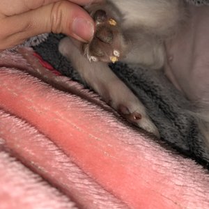 The Family Vet on Yelp