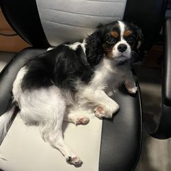 Fieldstone Veterinary Care - Beau the Cavalier