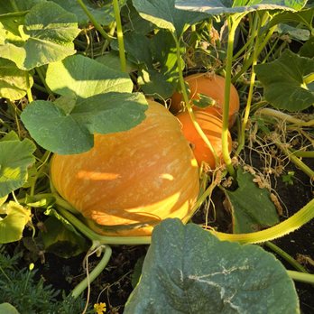 California State Fair - Pumpkin from the patch at the farmers market - Festivals Near Me - Sacramento, California California State Fair - Pumpkin from the patch at the farmers market - Festivals Near Me - Sacramento, California