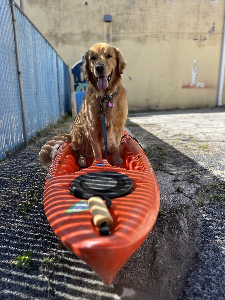 Adventure Paws Training LLC Image