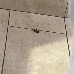 China Wok - Enrique, the cockroach