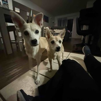 Paw Picked Pet Care - Dog Walkers Near Me