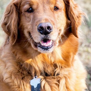 barking mad dog boarding