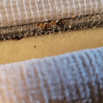 Goodwin Cleaning And Pest Control - Small hoard of bedbugs - Pest Control Near Me Goodwin Cleaning And Pest Control - Small hoard of bedbugs - Pest Control Near Me