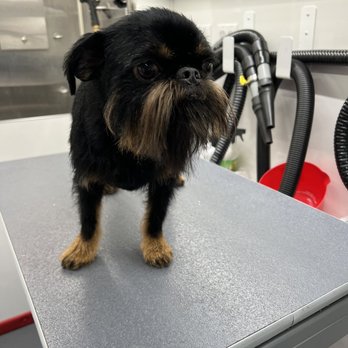 NeliPet - Feeling amazing. - Pet Groomers Near Me - Aliso Viejo, California NeliPet - Feeling amazing. - Pet Groomers Near Me - Aliso Viejo, California