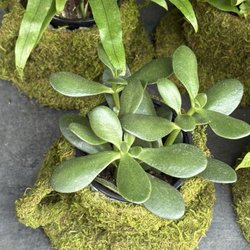 Petali Flowers - Succulent