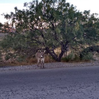 Spring Mountain Ranch State Park - Hey little guy - Parks Near Me - Blue Diamond, Nevada Spring Mountain Ranch State Park - Hey little guy - Parks Near Me - Blue Diamond, Nevada
