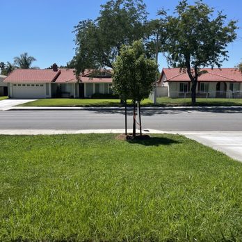 Moon Valley Nurseries - Tree planted in my front yard - Tree Services Near Me - Chino, California Moon Valley Nurseries - Tree planted in my front yard - Tree Services Near Me - Chino, California