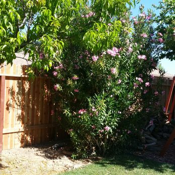 Fencing By George - Beautiful fence!  After the wood dries for a bit we'll be applying a stain to protect it from the elements. - Fences & Gates Near Me - Fort Worth, Texas