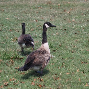 Cow Meadow Park Marina - Indecisive goose - Parks Near Me - Freeport, New York Cow Meadow Park Marina - Indecisive goose - Parks Near Me - Freeport, New York