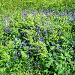 Loch Caolisport - Wild flowers along the banks of Loch Caolisport