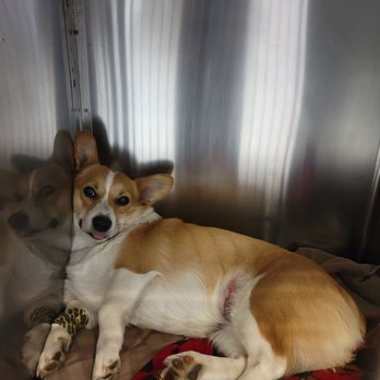 Deer Park Veterinary Hospital - Post Anesthesia Vibes - Veterinarians Near Me - Cincinnati, Ohio Deer Park Veterinary Hospital - Post Anesthesia Vibes - Veterinarians Near Me - Cincinnati, Ohio