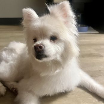 Yuppy Puppy - Maycee - Pet Groomers Near Me - Strongsville, Ohio Yuppy Puppy - Maycee - Pet Groomers Near Me - Strongsville, Ohio