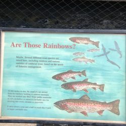 Durango State Trout Hatchery and Rearing Unit - Description of what types of fish they are