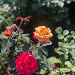 Grant Park Rose Garden