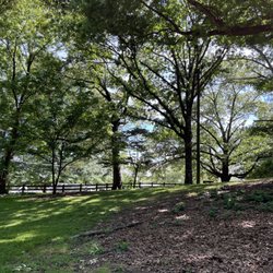 Forests