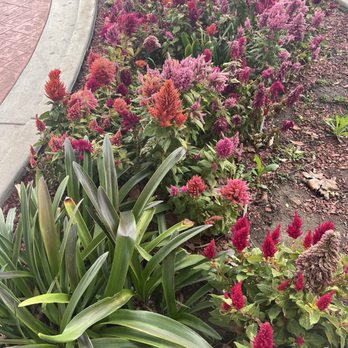 Hampton Inn & Suites Gilroy - Pretty celosia's (one of my fav flowers) out front. - Hotels Near Me - Gilroy, California Hampton Inn & Suites Gilroy - Pretty celosia's (one of my fav flowers) out front. - Hotels Near Me - Gilroy, California