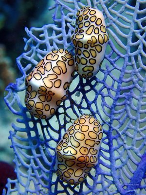 Culebra Divers by null