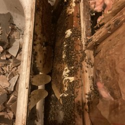 DFW Wildlife And Pest Control - Honeybees under the tub