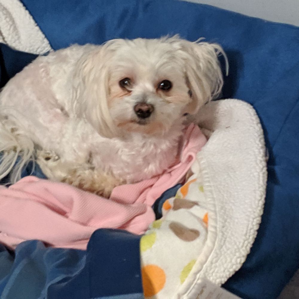 A Top Dog Grooming - Pet Groomers Near Me - Machesney Park, Illinois A Top Dog Grooming - Pet Groomers Near Me - Machesney Park, Illinois