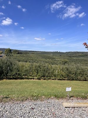 Showalter’s Orchard & Greenhouse by null