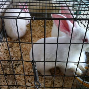 Baladi Poultry - Fresh rabbits! - Meat Shops Near Me - Midway City, California Baladi Poultry - Fresh rabbits! - Meat Shops Near Me - Midway City, California