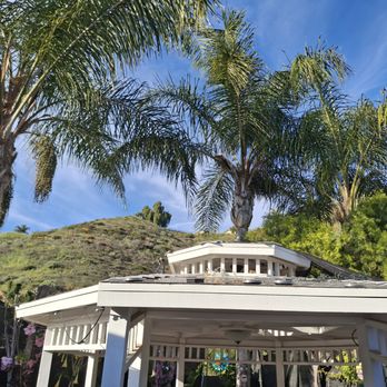 Jose Munoz Tree Service - Palm trees before - Tree Services Near Me