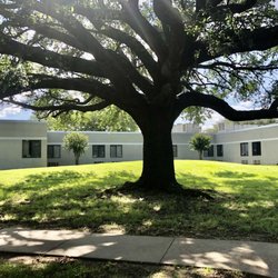 Cornerstone Specialty Hospitals Bossier City - Cool tree. And the establishment behind