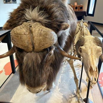 Musk Ox Farm - Musk Ox with skeleton - CSA Near Me - Palmer, Alaska