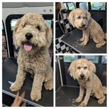 Ruff Fluff Mobile Dog Grooming - Pet Groomers Near Me Ruff Fluff Mobile Dog Grooming - Pet Groomers Near Me