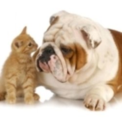 Vetwise Animal Hospital - Photo