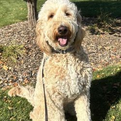 Dog Training Now - Teddy