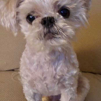 BluePearl Pet Hospital - Derby, Shih Tzu 7 years - Veterinarians Near Me - Washington, Pennsylvania BluePearl Pet Hospital - Derby, Shih Tzu 7 years - Veterinarians Near Me - Washington, Pennsylvania