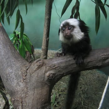 Prospect Park Zoo - Geoffrey's Marmoset - baby - Zoos Near Me - Brooklyn, New York Prospect Park Zoo - Geoffrey's Marmoset - baby - Zoos Near Me - Brooklyn, New York