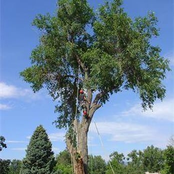 A Climb Above - Tree Services Near Me - Aurora, Colorado