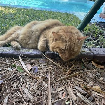Ernest Hemingway Home  - Cat - Museums Near Me - Key West, Florida