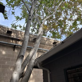 PV Tree Service - Trees - Tree Services Near Me PV Tree Service - Trees - Tree Services Near Me