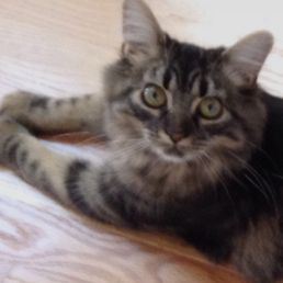 Rosie is our beautiful kitty, who is not really fond of dogs!